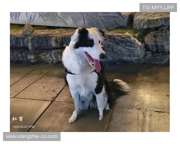 孙悦家的狗都比我去过的地方多